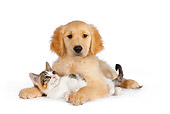 DOK 01 RK0598 01
Calico Tabby Kitten And Golden Retriever Puppy Hugging On White Seamless