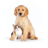 DOK 01 RK0599 01
Calico Tabby Kitten And Golden Retriever Puppy Hugging On White Seamless