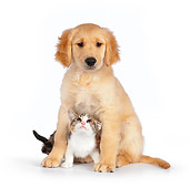 DOK 01 RK0600 01
Calico Tabby Kitten And Golden Retriever Puppy Sitting On White Seamless