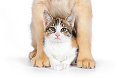 DOK 01 RK0601 01
Calico Tabby Kitten Laying Under Golden Retriever Puppy On White Seamless