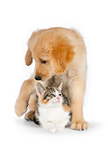 DOK 01 RK0602 01
Calico Tabby Kitten Laying Under Golden Retriever Puppy On White Seamless