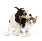 DOK 01 RK0610 01
Beagle Puppy Licking Tabby Kitten On White Seamless