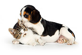 DOK 01 RK0613 01
Beagle Puppy And Tabby Kitten Laying On White Seamless
