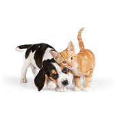 DOK 01 RK0614 01
Beagle Puppy And Orange Tabby Kitten Standing On White Seamless