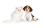 DOK 01 RK0618 01
Beagle Puppy And White Persian Kitten On White Seamless
