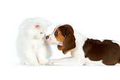 DOK 01 RK0620 01
Beagle Puppy Sniffing White Persian Kitten On White Seamless