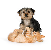 DOK 01 RK0625 01
Yorkshire Terrier Puppy And Orange Tabby Kitten Playing On White Seamless