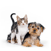 DOK 01 RK0627 01
Yorkshire Terrier Puppy And Tabby Kitten On White Seamless