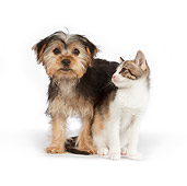 DOK 01 RK0629 01
Yorkshire Terrier Puppy And Calico Tabby Kitten On White Seamless