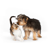 DOK 01 RK0630 01
Yorkshire Terrier Puppy Sniffing Calico Tabby Kitten On White Seamless