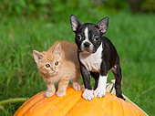 DOK 01 RK0631 01
Orange Tabby Kitten And Boston Terrier Puppy Standing On Pumpkin