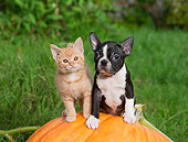 DOK 01 RK0632 01
Orange Tabby Kitten And Boston Terrier Puppy Sitting On Pumpkin