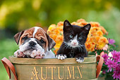 DOK 01 RK0637 01
English Bulldog Puppy And Black And White Kitten Sitting In Flower Pot By Flowers