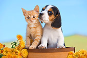 DOK 01 RK0643 01
Beagle Puppy And Orange Tabby Kitten Sitting In Flower Pot By Flowers