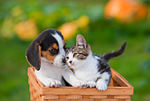 DOK 01 RK0649 01
Beagle Puppy And Tabby And White Kitten Sitting In Basket