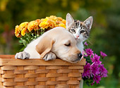 DOK 01 RK0653 01
Yellow Labrador Retriever Puppy And Calico Tabby Kitten Sitting In Basket By Flowers