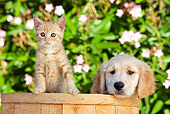 DOK 01 RK0657 01
Golden Retriever Puppy And Orange Tabby Kitten Sitting In Bucket By Flowers