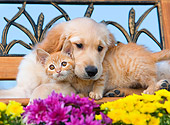 DOK 01 RK0664 01
Golden Retriever Puppy And Orange Tabby Kitten Laying On Bench By Flowers