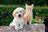 DOK 01 RK0665 01
Yellow Labrador Retriever Puppy And Orange Tabby Kitten Leaning On Log By Flowers
