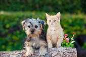 DOK 01 RK0666 01
Yorkshire Terrier Puppy And Orange Tabby Kitten Leaning On Log By Flowers