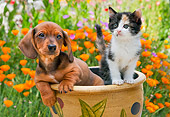 DOK 01 RK0667 01
Dachshund Puppy And Calico Kitten Sitting In Flower Pot In Garden