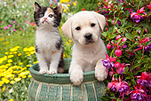DOK 01 RK0675 01
Yellow Labrador Retriever Puppy And Calico Kitten Sitting In Flower Pot In Garden