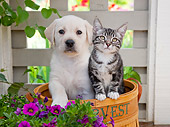DOK 01 RK0676 01
Yellow Labrador Retriever Puppy And Tabby Kitten Sitting In Basket In Garden