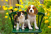 DOK 01 RK0681 01
Beagle Puppy And Calico Kitten Sitting On Green Chair In Garden