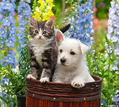 DOK 01 RK0685 01
West Highland Terrier Puppy And Tabby Kitten Sitting In Basket In Garden