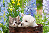 DOK 01 RK0686 01
West Highland Terrier Puppy And Tabby Kitten Sitting In Basket In Garden