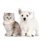 DOK 01 RK0688 01
Persian Kitten And West Highland Terrier Puppy On White Seamless