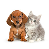 DOK 01 RK0697 01
Tabby Kitten And Dachshund Puppy Sitting On White Seamless