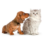 DOK 01 RK0698 01
Dachshund Puppy And Persian Kitten Sitting On White Seamless