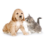 DOK 01 RK0699 01
Cocker Spaniel Puppy And Tabby Kitten Sitting On White Seamless