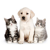 DOK 01 RK0703 01
Tabby Kittens And Yellow Labrador Retriever Puppy Sitting On White Seamless