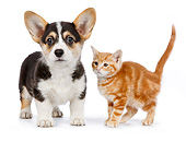 DOK 01 RK0727 01
Welsh Corgi Puppy And Orange Kitten Standing On White Seamless