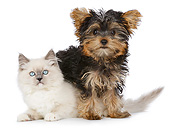 DOK 01 RK0731 01
Yorkshire Terrier Puppy Standing Over White Kitten On White Seamless