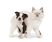 DOK 01 RK0762 01
White Kitten Standing Over Boston Terrier Puppy On White Seamless