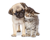 DOK 01 RK0772 01
Pug Puppy And Tabby Kitten Nuzzling On White Seamless
