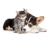 DOK 01 RK0773 01
Welsh Corgi Puppy And Tabby Kitten Nuzzling On White Seamless