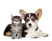 DOK 01 RK0774 01
Welsh Corgi Puppy And Tabby Kitten On White Seamless