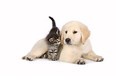 DOK 01 RK0776 01
Tabby Kitten Climbing Over Golden Retriever Puppy On White Seamless