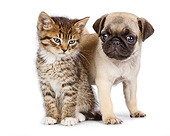 DOK 01 RK0778 01
Tabby Kitten And Pug Puppy On White Seamless