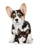 DOK 01 RK0782 01
Welsh Corgi Puppy Standing Over Black And White Kitten On White Seamless