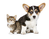DOK 01 RK0783 01
Welsh Corgi Puppy And Tabby Kitten Sitting On White Seamless