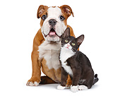 DOK 01 RK0789 01
English Bulldog And Black And White Kitten Sitting On White Seamless