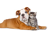 DOK 01 RK0798 01
English Bulldog Puppy And Tabby Kitten On White Seamless