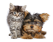 DOK 01 RK0800 01
Tabby Kitten And Yorkshire Terrier Puppy On White Seamless