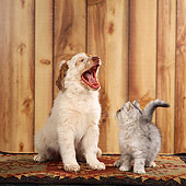 DOK 01 RS0033 01
Mixed Breed Puppy And Scottish Fold Kitten On Rug