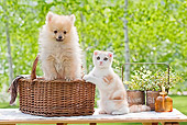 DOK 01 YT0005 01
Pomeranian Puppy Sitting In Basket By Scottish Fold Kitten